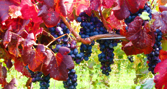 Open Market Grapes Image